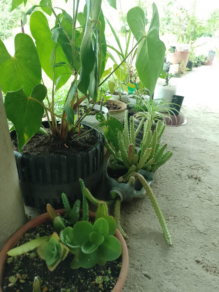 Orquideas