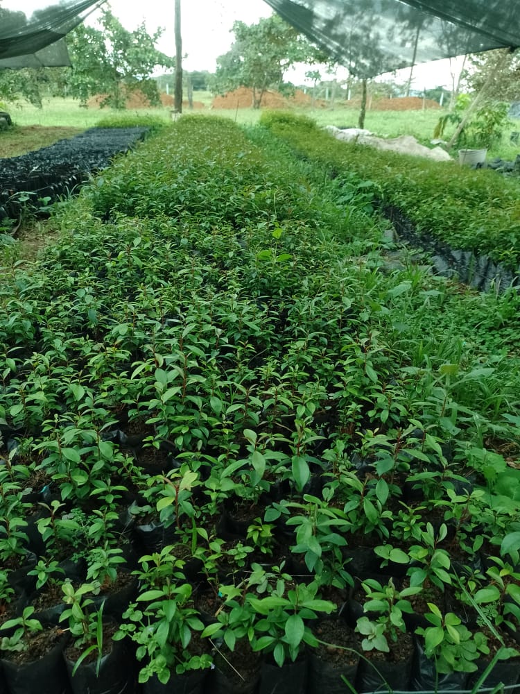 Plantas